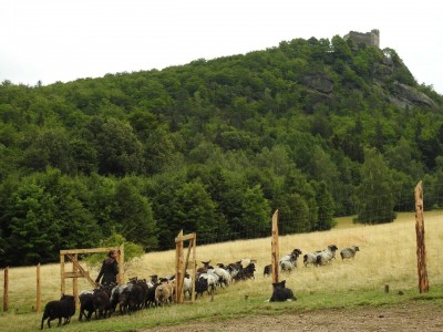 Na łąkach w Karkonoszach znów pojawiły się owce - 5