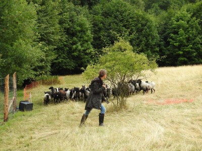 Na łąkach w Karkonoszach znów pojawiły się owce - 6