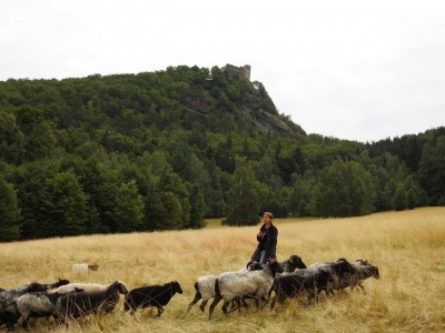Na łąkach w Karkonoszach znów pojawiły się owce - 7