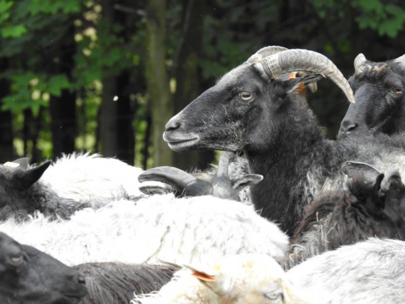Na łąkach w Karkonoszach znów pojawiły się owce - Fot: P. Słowiński