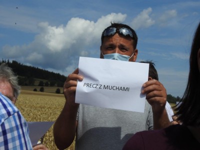 Inwazja much koło Kamiennej Góry - 9