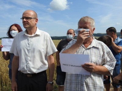 Inwazja much koło Kamiennej Góry - 10