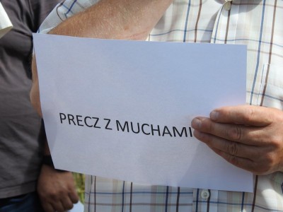 Inwazja much koło Kamiennej Góry - 11