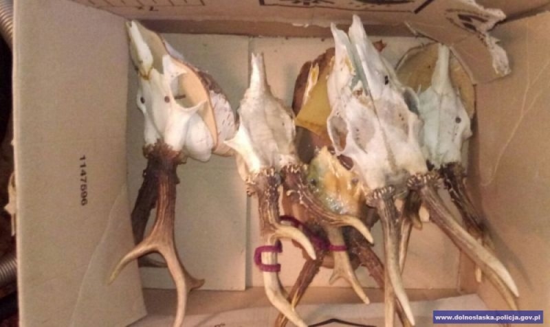 Kłusownik z Gryfowa Śląskiego. Miał wnyki, sidła, skóry i broń - mat. prasowe
