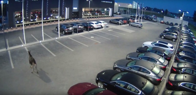 Długołęka: Łoś biegał... po parkingu salonu motoryzacyjnego [ZOBACZ] - 