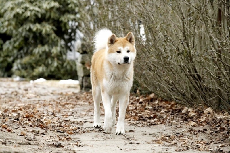 Najwierniejszy pies świata patronem wrocławskiego skweru - kadr z filmu "Mój przyjaciel Hachikō"