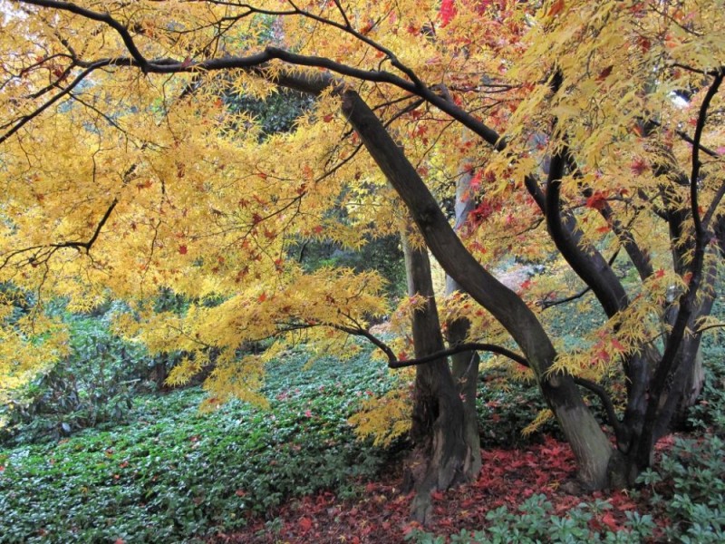 W sobotę festiwal kapusty w Wojsławicach - fot. Aroboretum Wojsławice