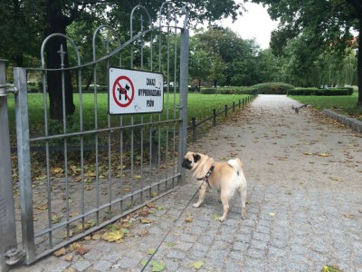 Do tych parków nie wejdziesz z psem. Czy to legalne?