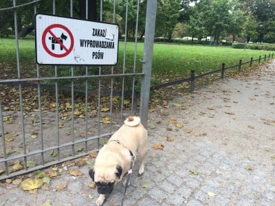 Do tych parków nie wejdziesz z psem. Czy to legalne? - 2