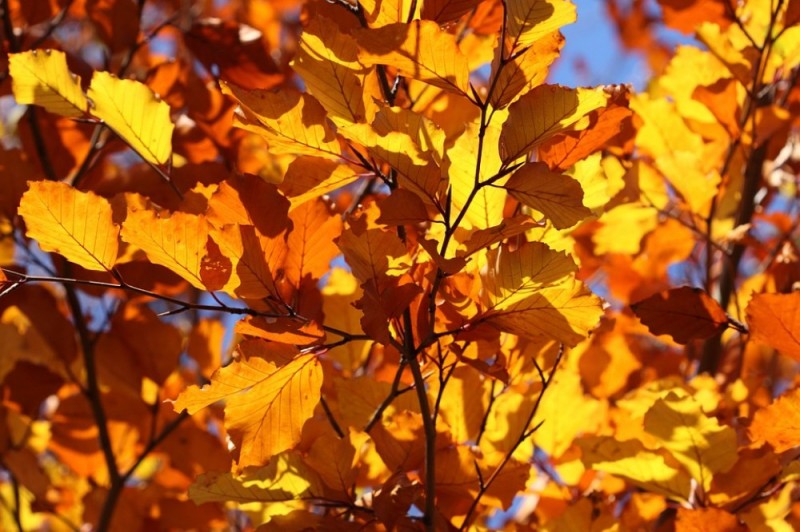 Pogoda: Złota jesień jeszcze wróci, ale na krótko  - FOT: CC0 Public Domain
