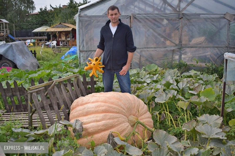 Aurelia - dolnośląska miss - waży ponad 300 kg - fot. Express Miejski