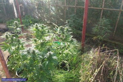 Świdnica: Domowa uprawa pomidorów i... marihuany
