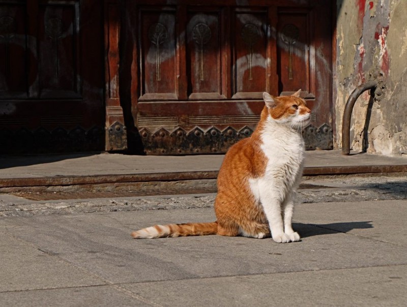 Wielopoziomowy dom dla bezpańskich kotów w Legnicy? - 