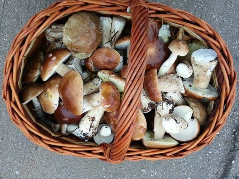 Zgubili się na grzybobraniu. Pomogli dzielnicowi - fot. archiwum radiowroclaw.pl