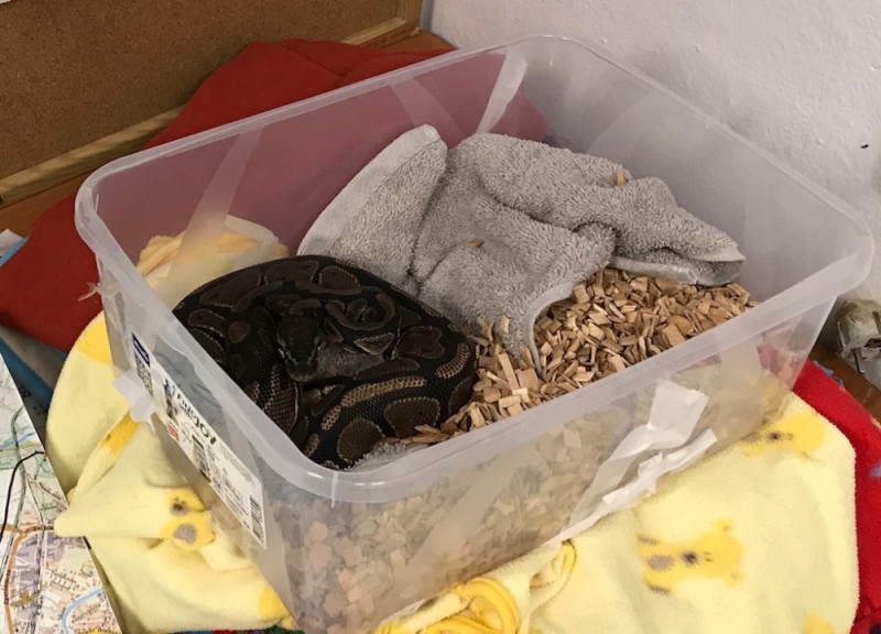 Jelenia Góra: Pyton na śmietniku, aligator w mieszkaniu, jadowity pająk w toalecie - 