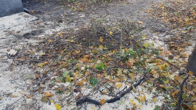 Wycięli drzewa i mają słońce. Mieszkańcy Wałbrzycha odetchnęli z ulgą - 3