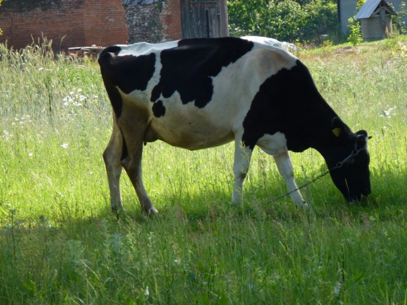 Ukradł krowę, a potem zabił ją ze szczególnym okrucieństwem - fot. Damianwiszowaty12/Creative Commons Attribution-Share Alike 3.0 Unported