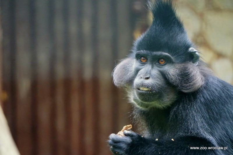 Dzień małpy we wrocławskim zoo - fot. materiały prasowe
