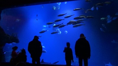 Wrocław: Drugi dzień świąt na łyżwach albo w zoo [FILMY]  - 2