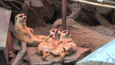 Wrocław: Drugi dzień świąt na łyżwach albo w zoo [FILMY]  - 3