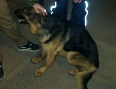 Wrocław: Dzięki policjantom pies wrócił do swojego właściciela