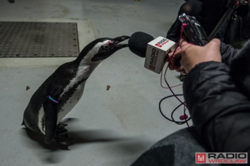 Światowy Dzień Wiedzy o Pingwinach we wrocławskim ZOO - 