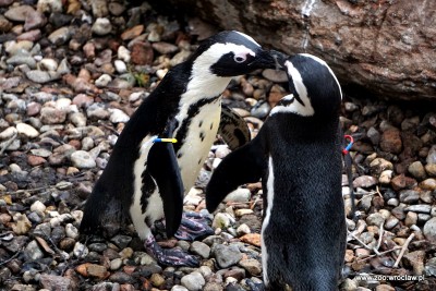 Światowy Dzień Wiedzy o Pingwinach we wrocławskim ZOO - 0