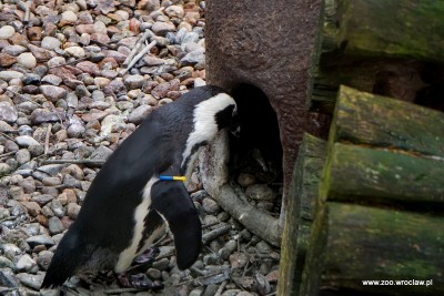 Światowy Dzień Wiedzy o Pingwinach we wrocławskim ZOO - 1