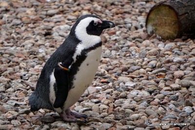 Światowy Dzień Wiedzy o Pingwinach we wrocławskim ZOO - 3