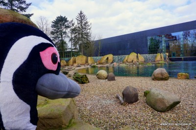 Światowy Dzień Wiedzy o Pingwinach we wrocławskim ZOO - 5