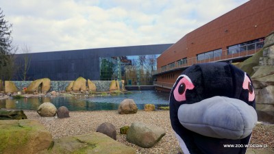 Światowy Dzień Wiedzy o Pingwinach we wrocławskim ZOO - 6