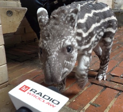 Mały tapir we wrocławskim ogrodzie zoologicznym [FOTO, WIDEO] - 0