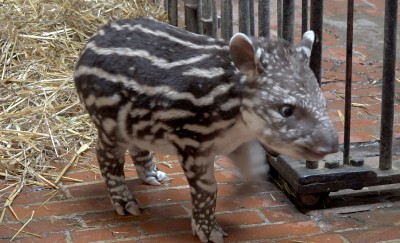 Mały tapir we wrocławskim ogrodzie zoologicznym [FOTO, WIDEO] - 1