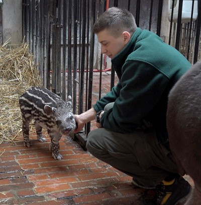 Mały tapir we wrocławskim ogrodzie zoologicznym [FOTO, WIDEO] - 2