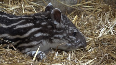 Mały tapir we wrocławskim ogrodzie zoologicznym [FOTO, WIDEO] - 3