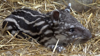 Mały tapir we wrocławskim ogrodzie zoologicznym [FOTO, WIDEO] - 4