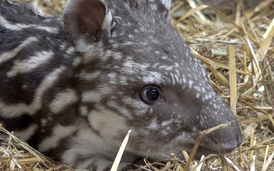 Mały tapir we wrocławskim ogrodzie zoologicznym [FOTO, WIDEO] - 5