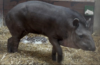 Mały tapir we wrocławskim ogrodzie zoologicznym [FOTO, WIDEO] - 6