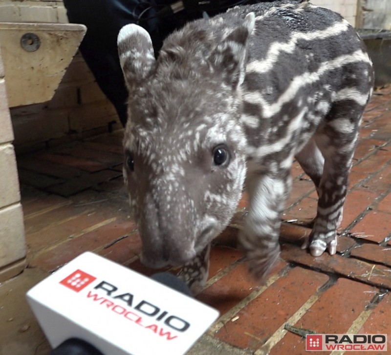 Mały tapir we wrocławskim ogrodzie zoologicznym [FOTO, WIDEO] - foto, wideo: Radosław Bugajski/Piotr Czyszkowski