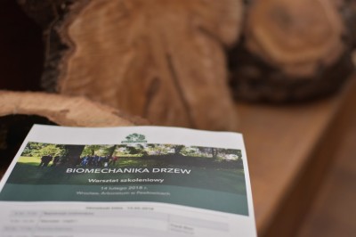 Uczą urzędników, jak nie wycinać drzew w mieście - 2