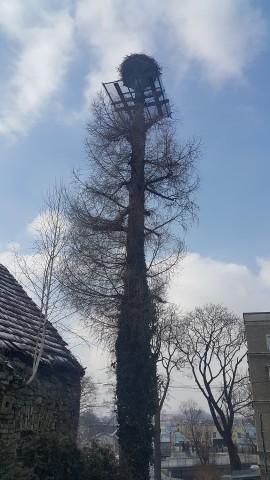 Awantura o bocianie gniazdo: "Ptaki zzrzucają jaszczurki i odchody" [POSŁUCHAJ] - 0