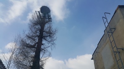 Awantura o bocianie gniazdo: "Ptaki zzrzucają jaszczurki i odchody" [POSŁUCHAJ] - 1