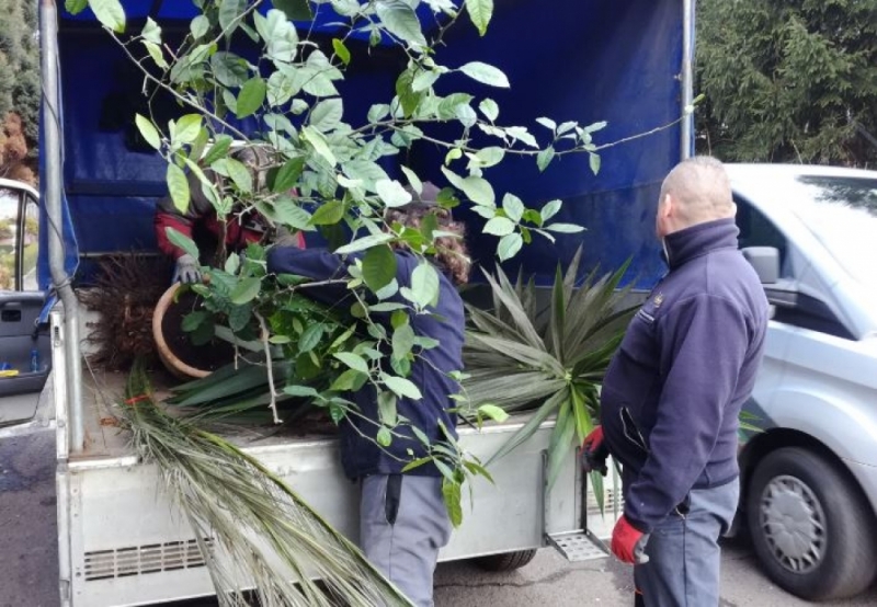 Z pogorzeliska w Szczawnie do wałbrzyskiej palmiarni - 