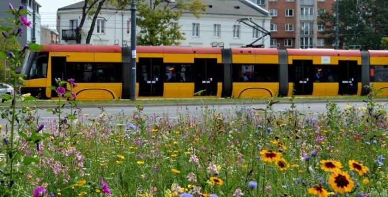 Legnica: Chcą łąki w centrum miasta - 