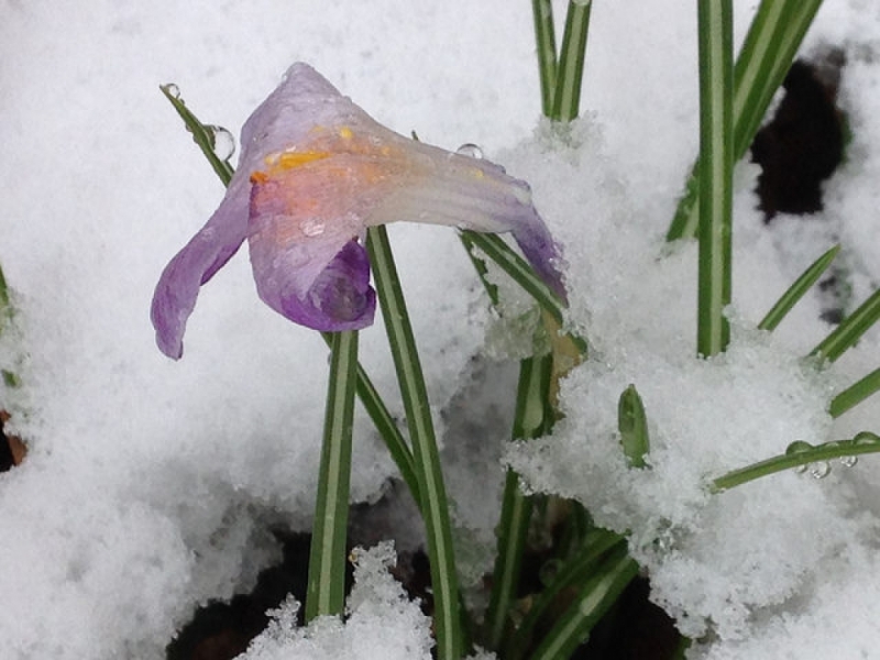 Jeszcze zima, czy już wiosna? (PROGNOZA NA TEN TYDZIEŃ) - fot. Flickr (all creative commons)