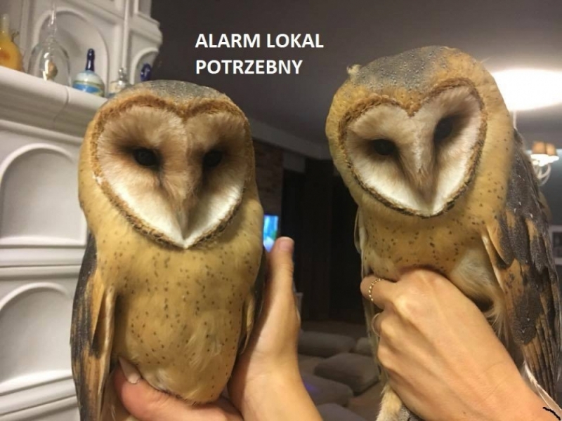 Zwierzęta pozostaną bez opieki? Wrocławska Ekostraż apeluje o pomoc - fot. facebook Ekostraży we Wrocławiu