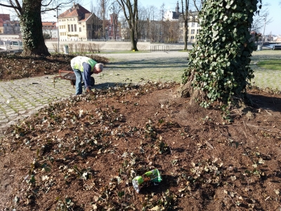 Wrocław: Góry śmieci na Wyspie Słodowej [ZDJĘCIA] - 7