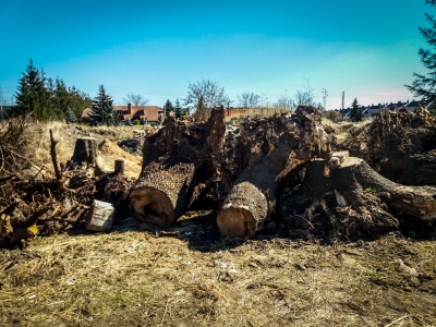 Wrocław: Przebudowa Buforowej - przyglądamy się wycince drzew [FOTO] - 5
