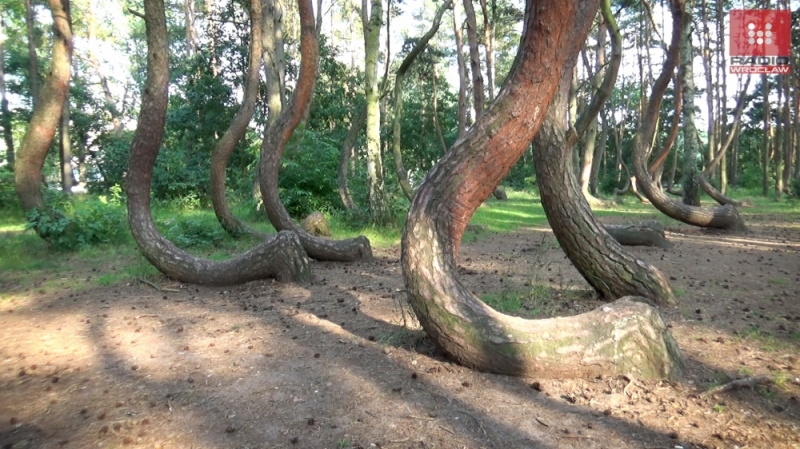 Krzywy las sosnowy k. Gryfina. Byliśmy tam [WIDEO] - (fot. Radosław Bugajski)