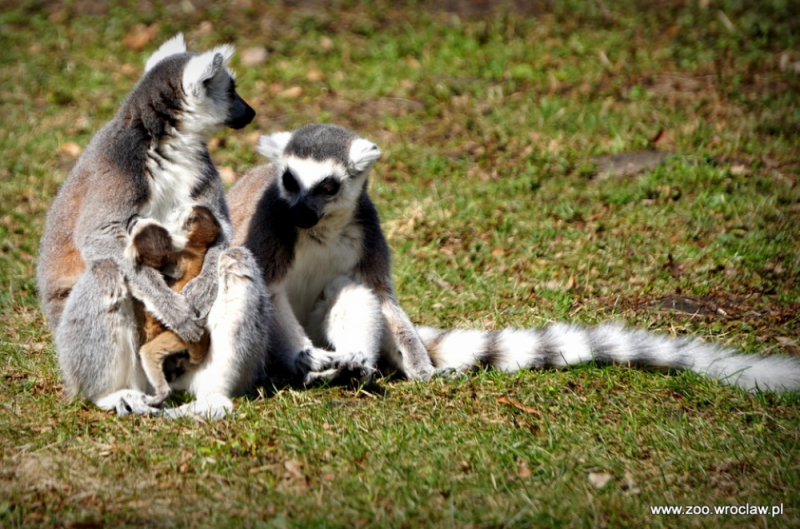 Lemury urodziły się we wrocławskim ZOO [ZDJĘCIA] - 